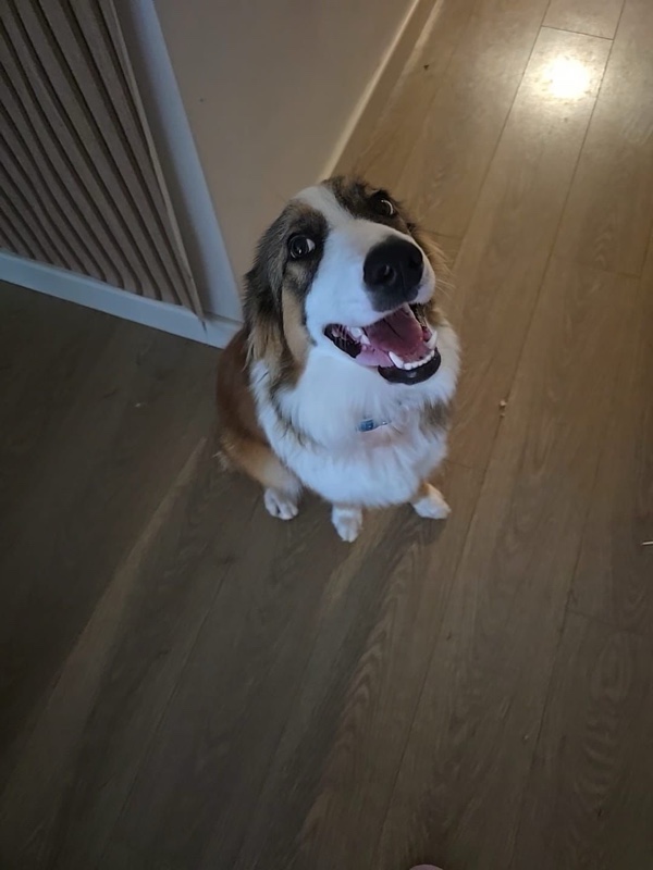 Bruno