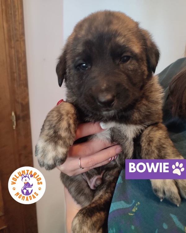 Bowie