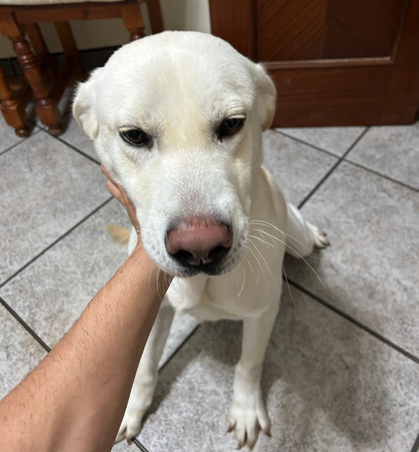 Blanquito