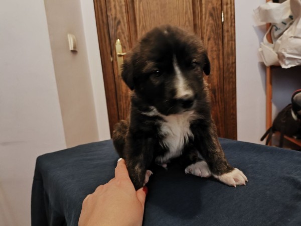 Benji