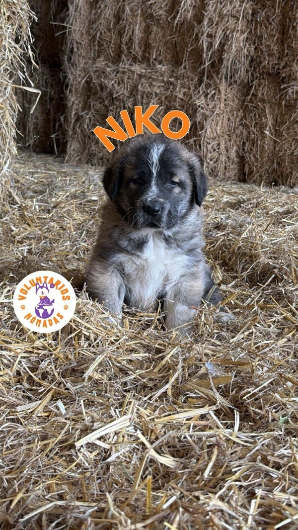 Niko