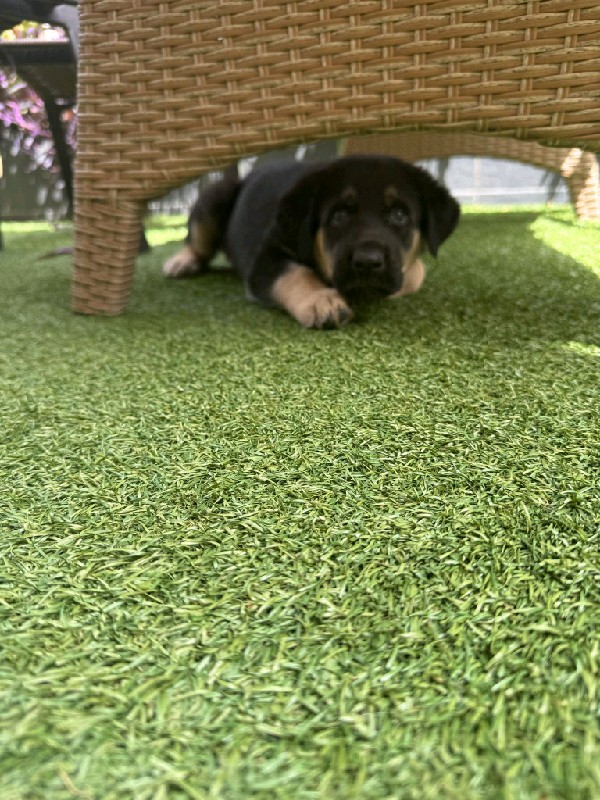 Oreo