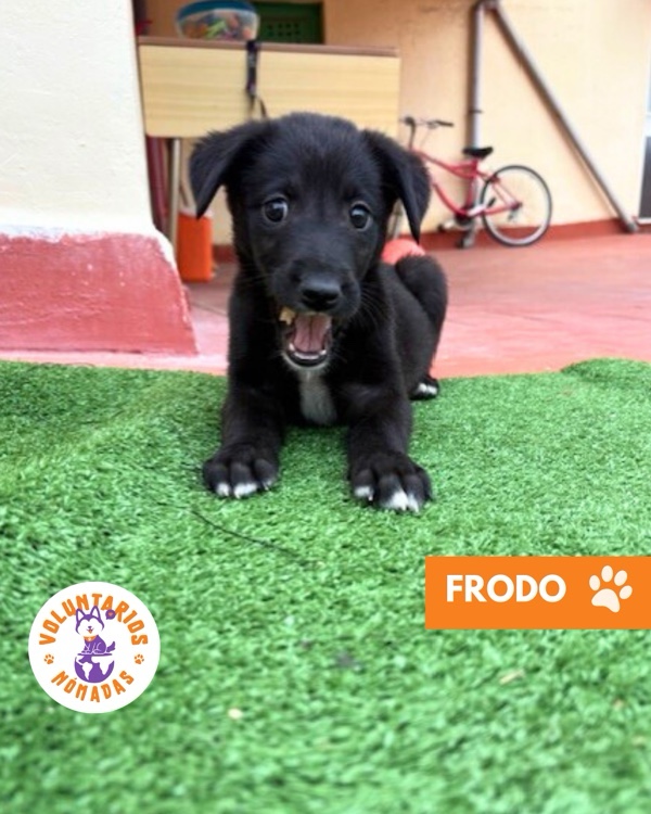 Frodo