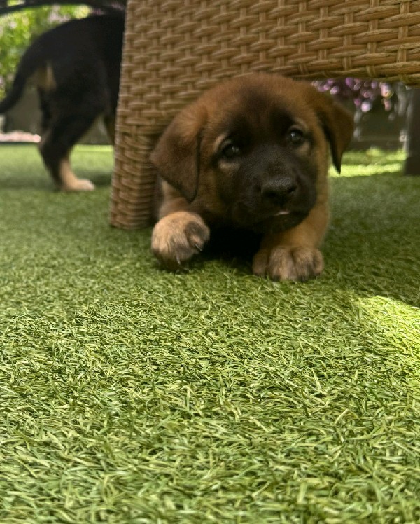 Brownie
