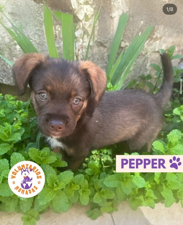 Pepper