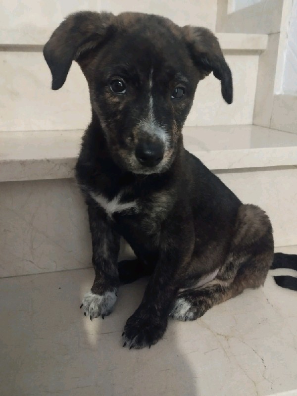 Roco