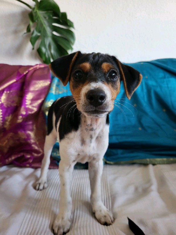Winston