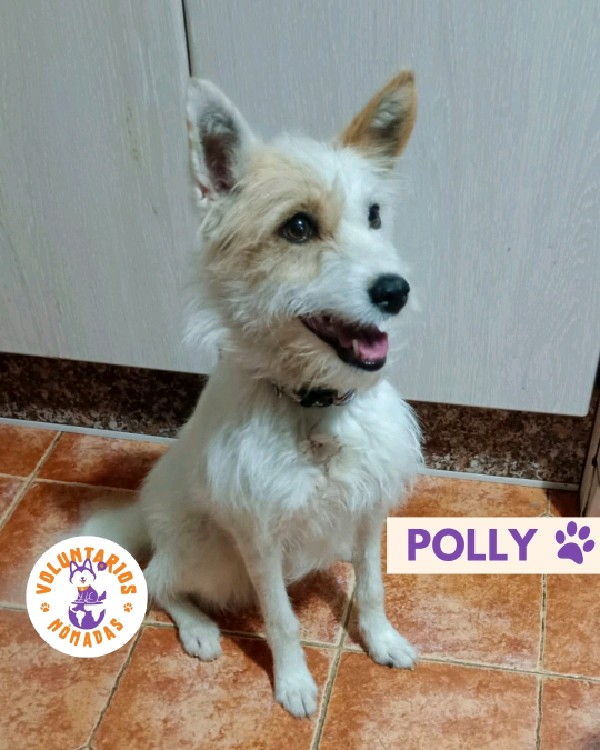 Polly