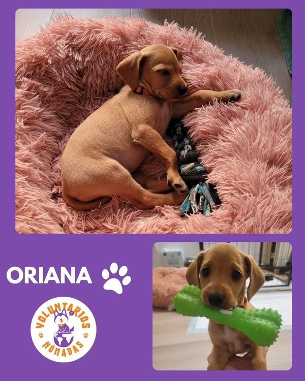 Oriana
