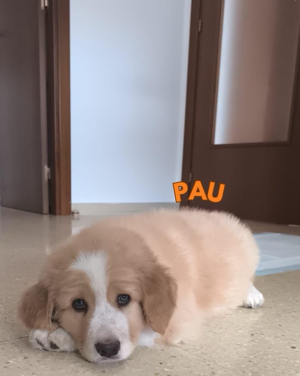 Pau