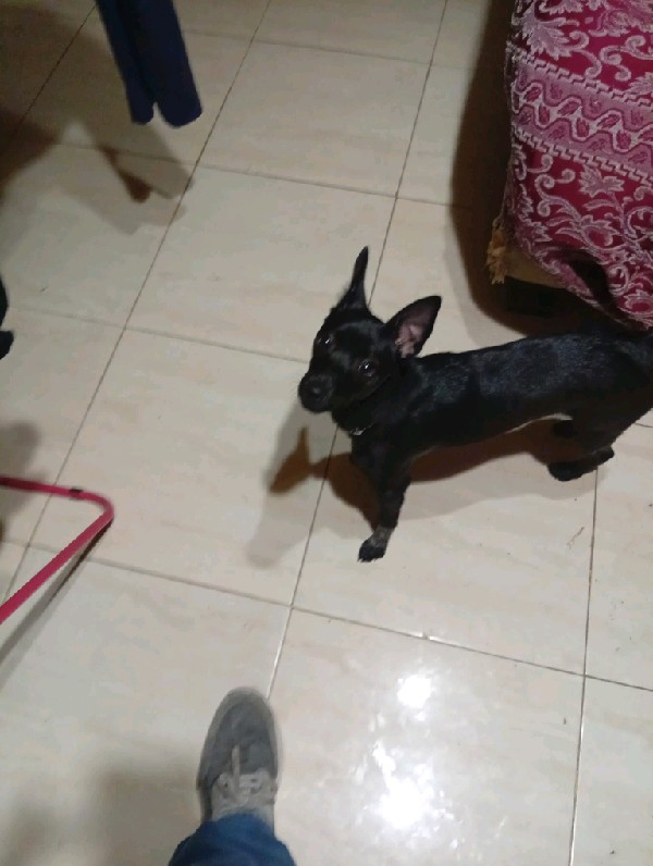 Oliva
