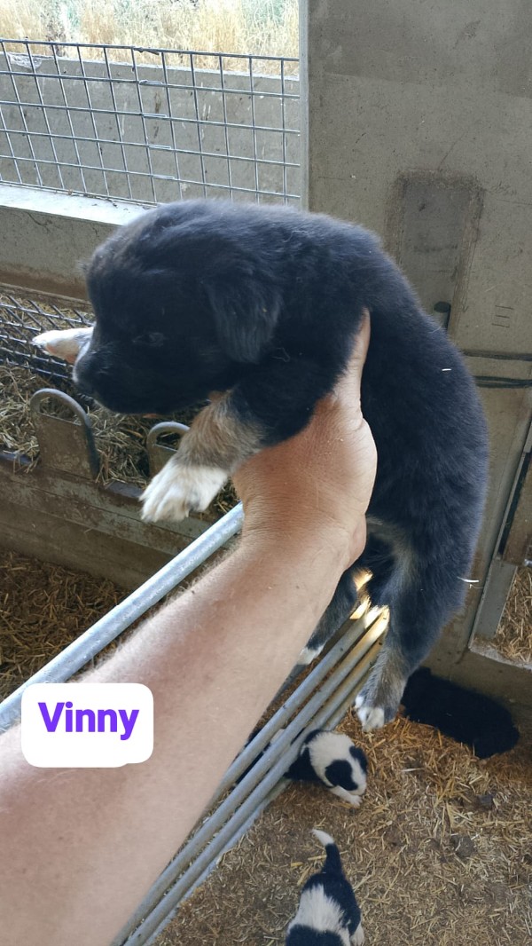 Vinny