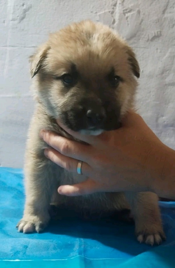 Apolo