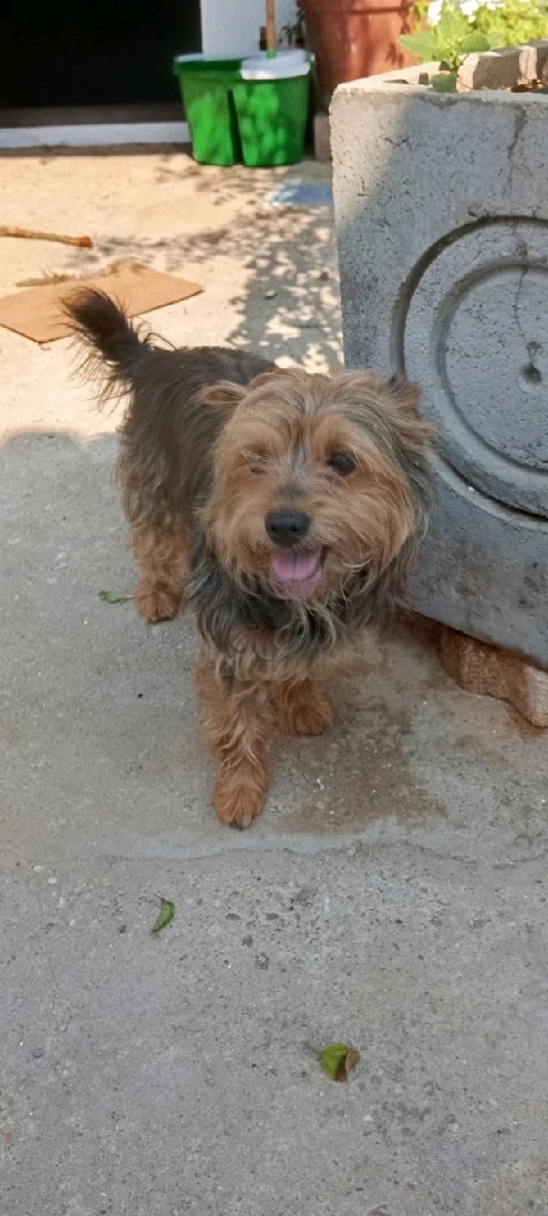Pelo