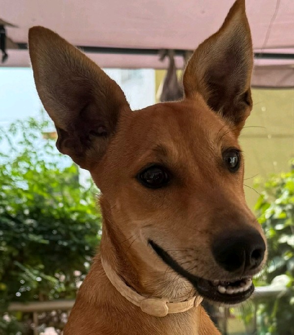 Simba