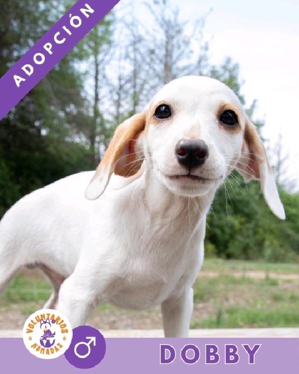 Dobby