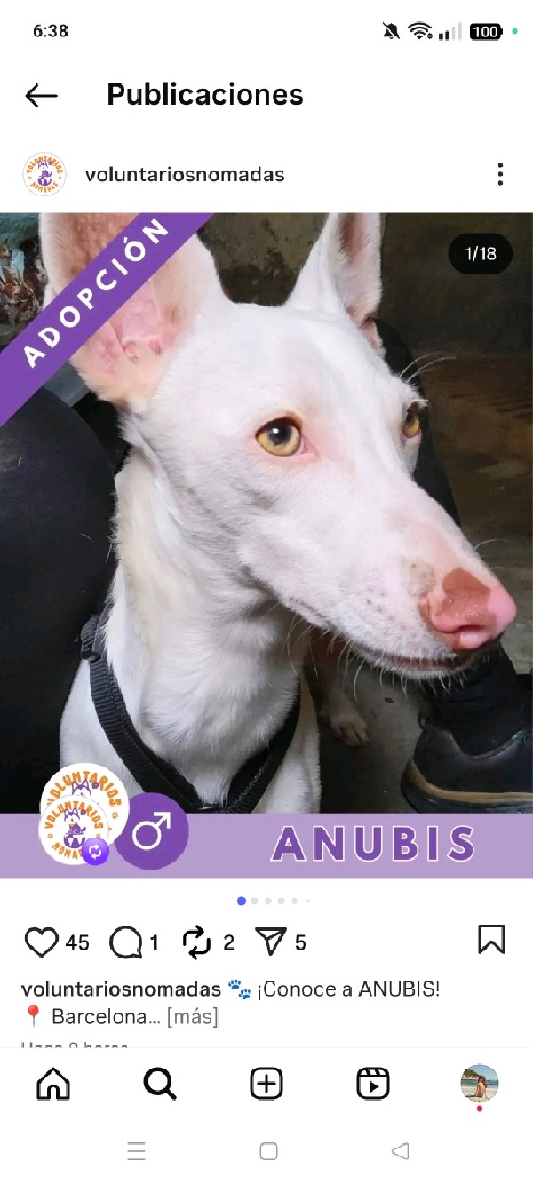 Anubis