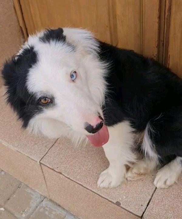 Max