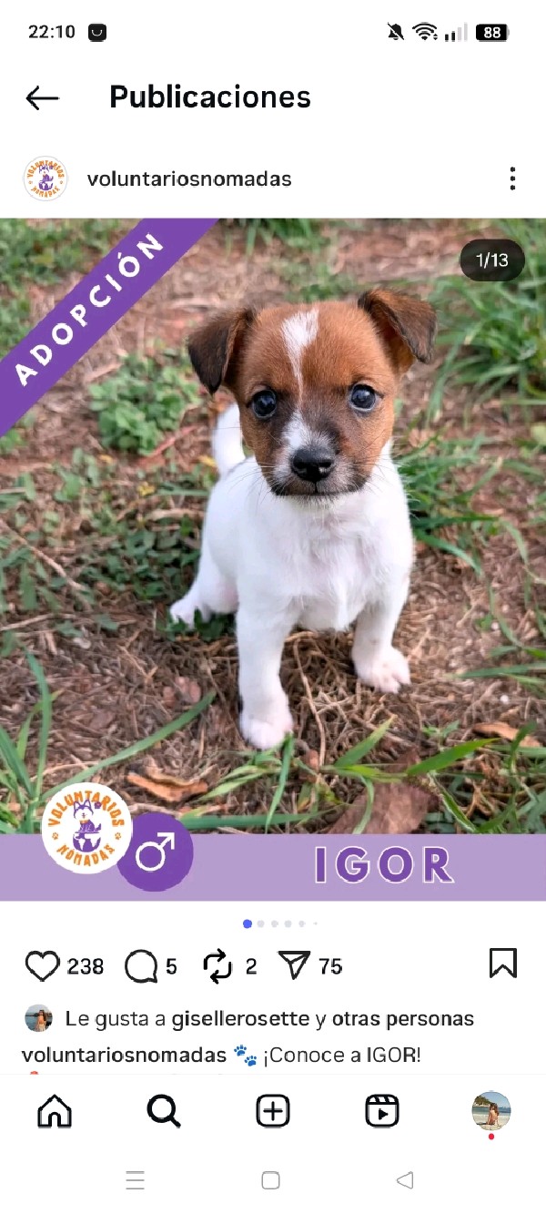 Igor