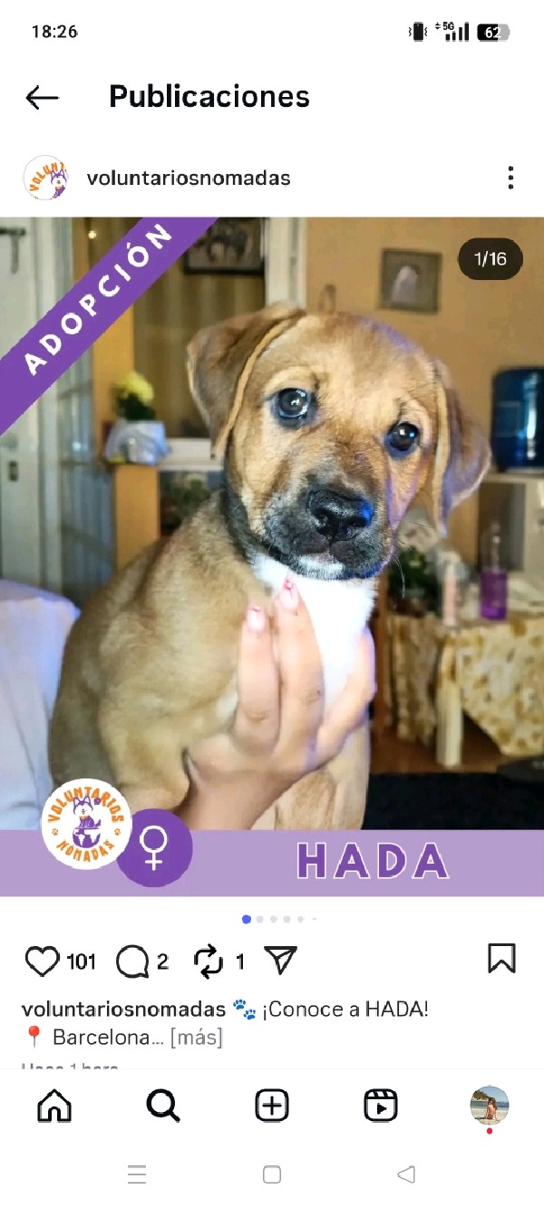 Hada