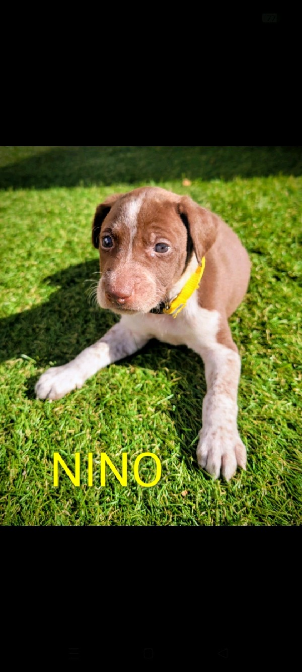 Nino