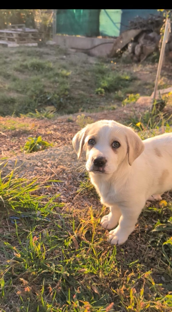 Pablito