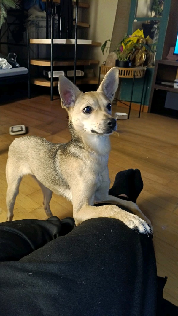 Bimba