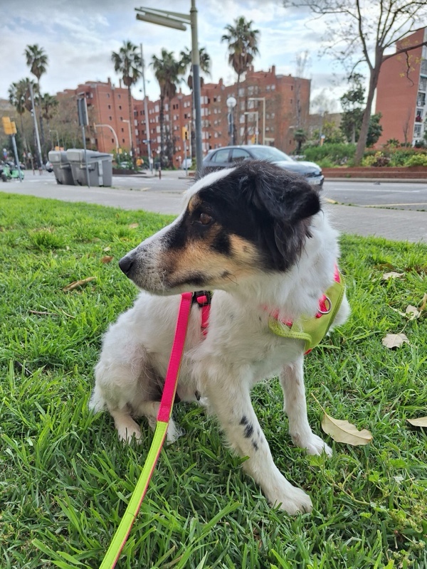 Alba