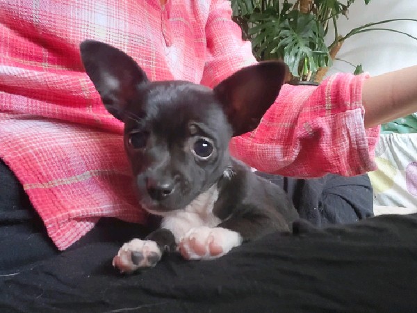 Chito