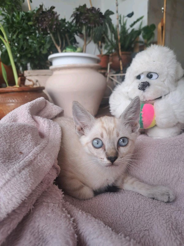 Dulce