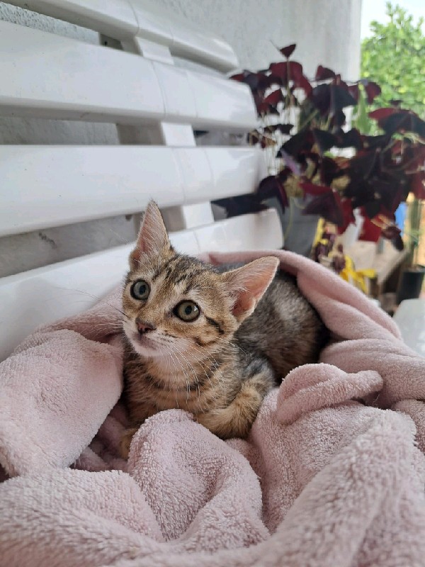 Lila