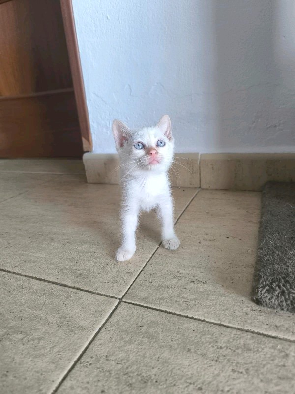 Coca