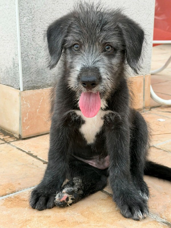Elvis
