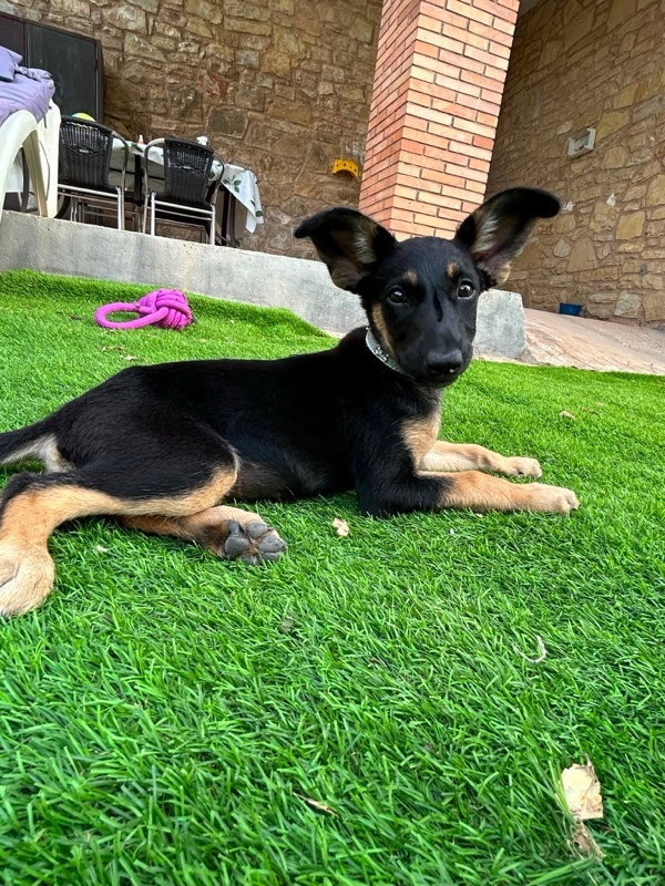 Greta