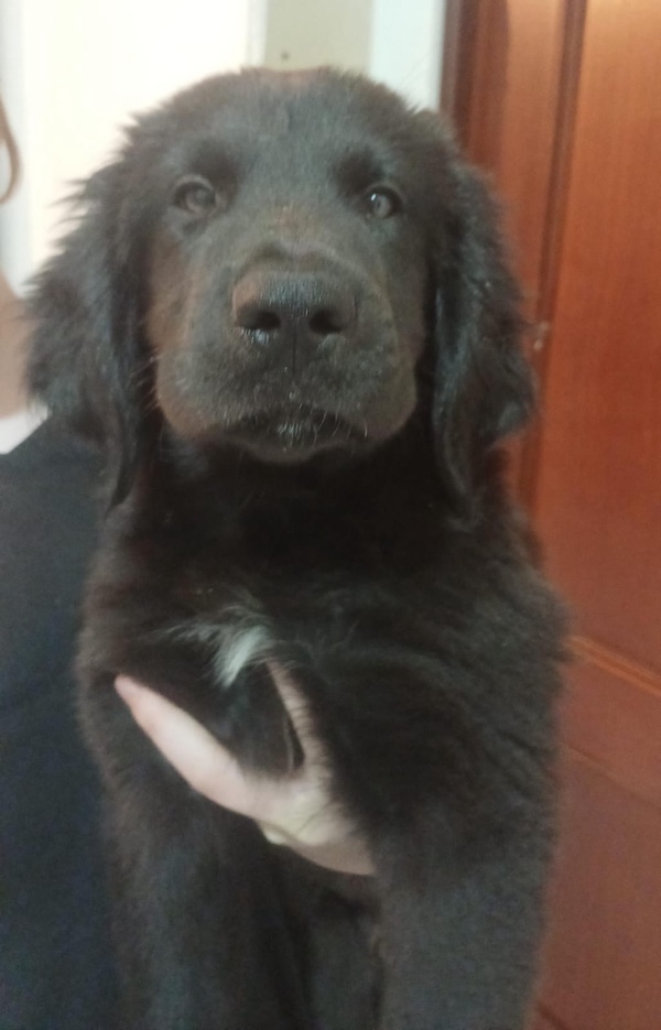 Batdog