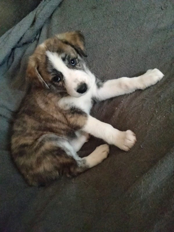 Lyra