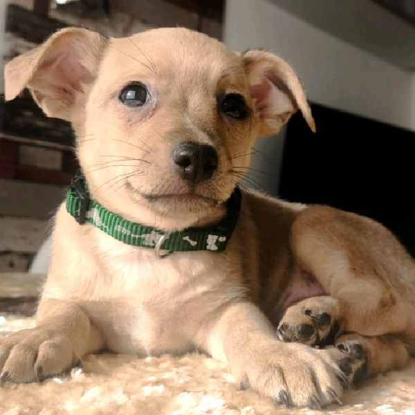 Odín